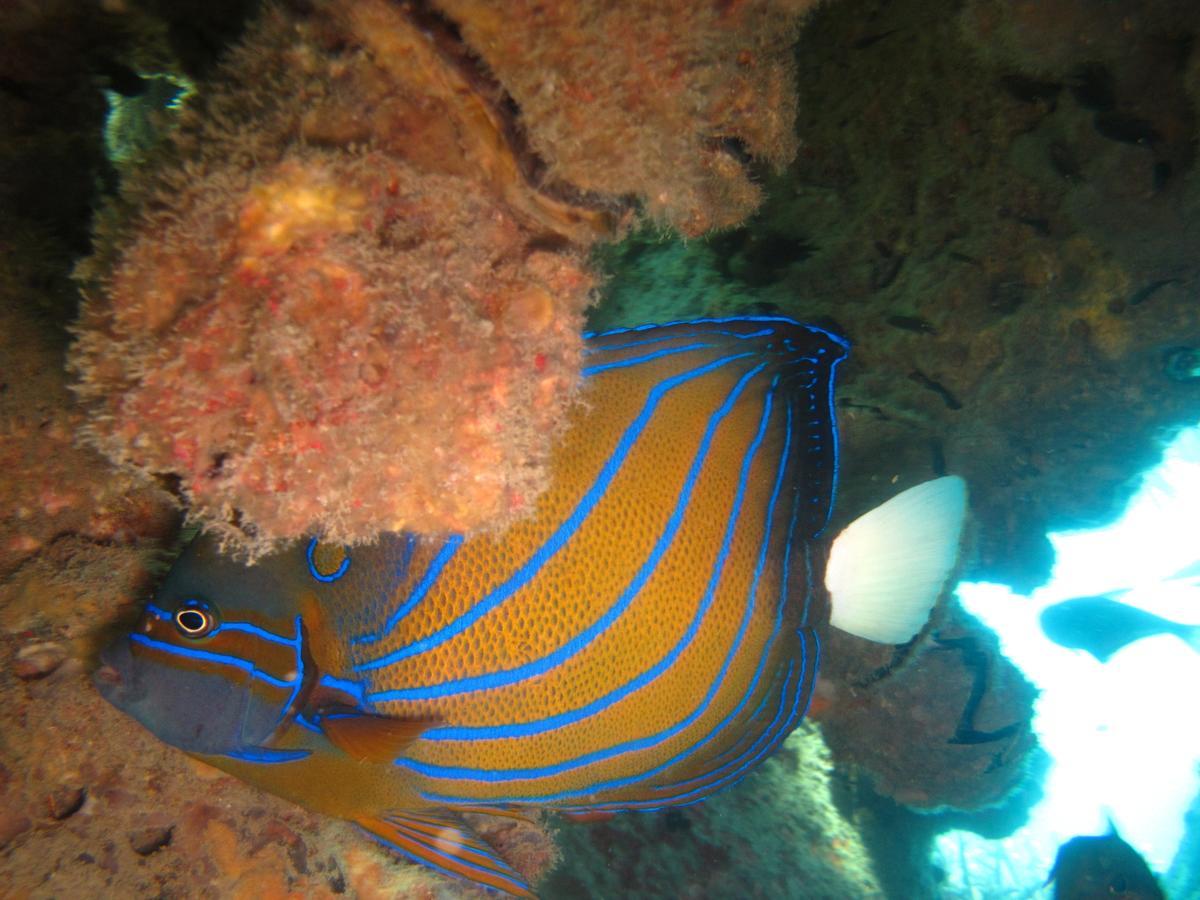 Ombak Dive Resort Perhentian Island Pulau Perhentian Kecil المظهر الخارجي الصورة